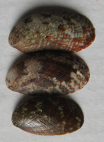 Stomatella planulata Lamarck, 1816
